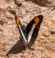 Adelpha zea