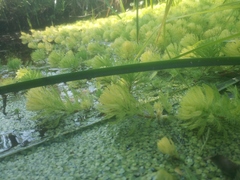 Myriophyllum aquaticum