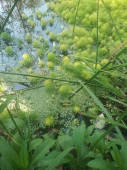 Myriophyllum aquaticum