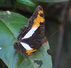 Adelpha thesprotia