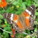 Anartia amathea roeselia - Photo (c) Patricio A. Mantinian, some rights reserved (CC BY-NC), uploaded by Patricio A. Mantinian