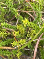 Hypericum tenuifolium