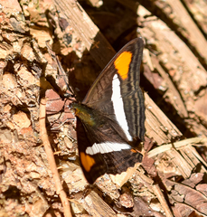 Adelpha falcipennis