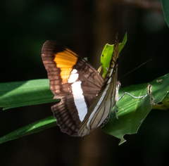 Adelpha hyas