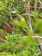 Hypericum tenuifolium