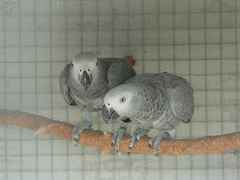 Psittacus erithacus erithacus