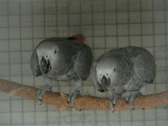 Psittacus erithacus erithacus