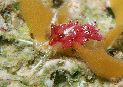 Favorinus mirabilis