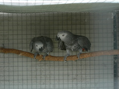 Psittacus erithacus erithacus