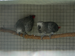Psittacus erithacus erithacus