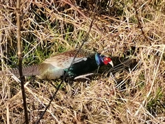 Phasianus versicolor