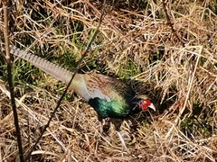 Phasianus versicolor