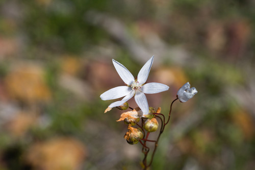 Drosera marchantii