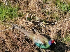 Phasianus versicolor