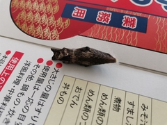 Papilio xuthus