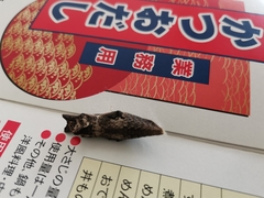 Papilio xuthus