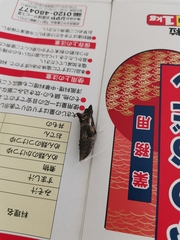 Papilio xuthus