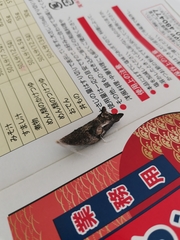 Papilio xuthus