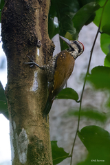 Chloropicus pyrrhogaster