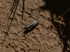 Oiketicoides maledicta