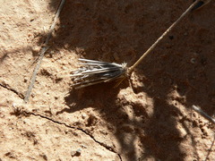 Oiketicoides maledicta