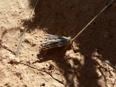Oiketicoides maledicta
