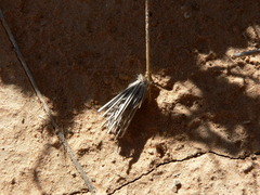 Oiketicoides maledicta