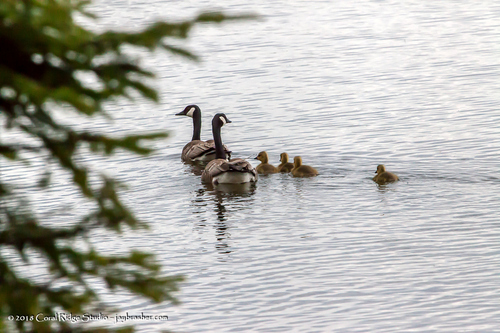Canada Goose photographed in Michigan
