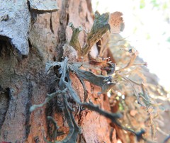 Ramalina complanata