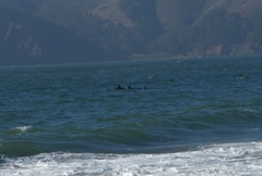 Delphininae