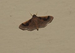 Pilocrocis milvinalis