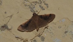 Pilocrocis milvinalis