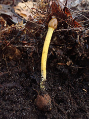 Elaphomyces muricatus