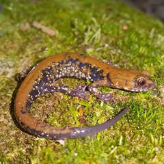 Plethodon petraeus