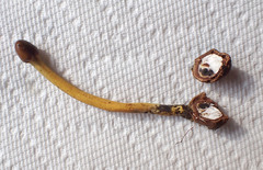 Elaphomyces muricatus