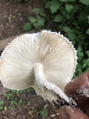 Amanita veldiei