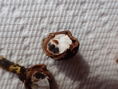 Elaphomyces muricatus