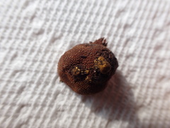 Elaphomyces muricatus