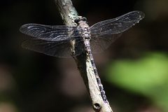 Tachopteryx thoreyi