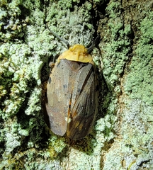 Penthicodes atomaria