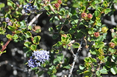 Ceanothus masonii
