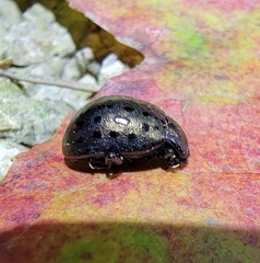 Chrysolina exanthematica
