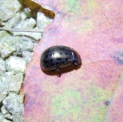 Chrysolina exanthematica