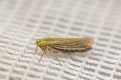 Cicadula subcupraea