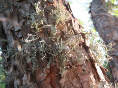 Ramalina complanata