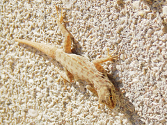 Pristurus rupestris rupestris