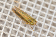 Cicadula subcupraea
