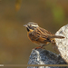 Black-throated Accentor - Photo (c) Imran Shah, some rights reserved (CC BY-SA)