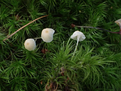Hemimycena gracilis