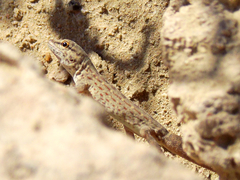 Pristurus rupestris rupestris